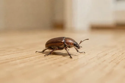 Gros plan macro d'un petit insecte brun sur un parquet en bois dans une maison